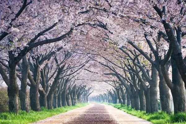 Cherry blossom in Korea