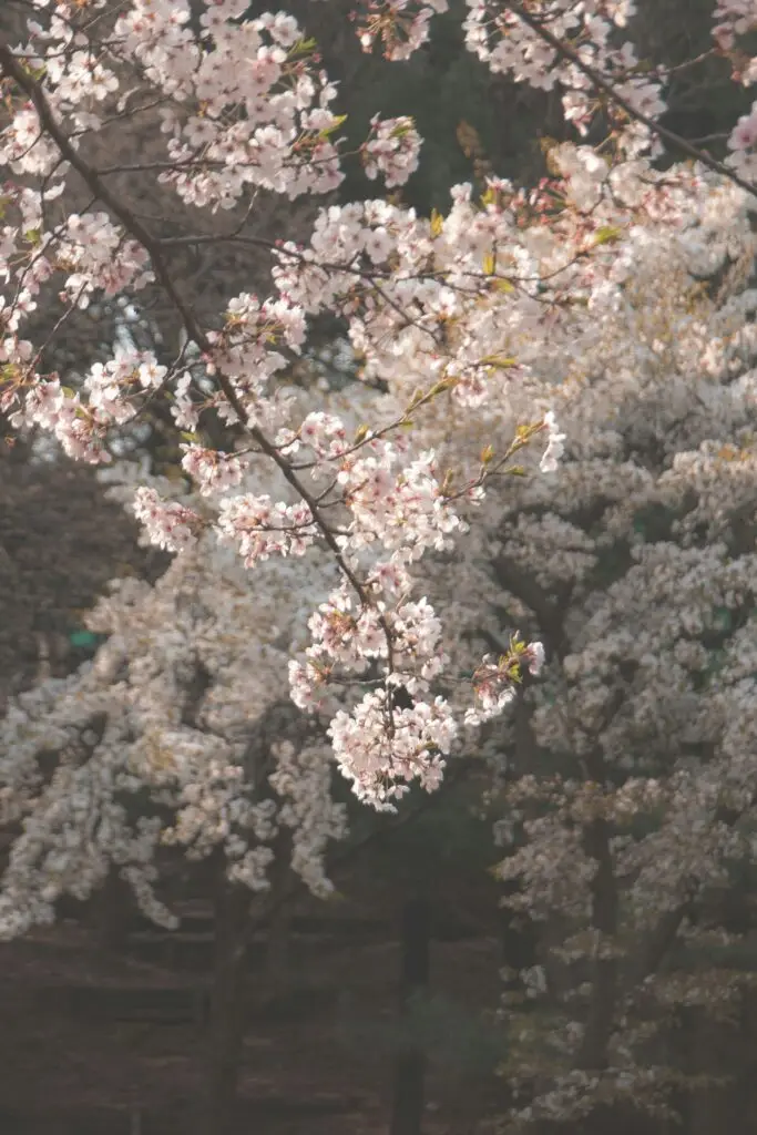 Korea parkland cherry blossom