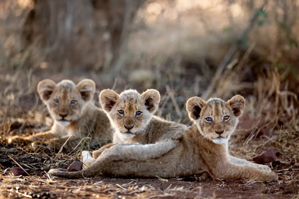 Singita Sabi Sands lion cubs